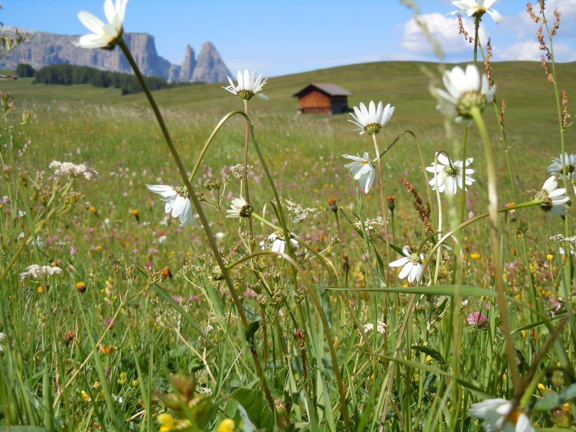 Feldererhof Villa Siusi Exterior photo